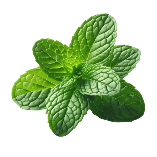 Mint Leaf